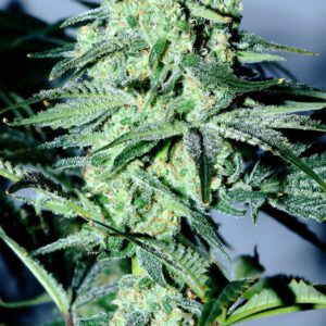 Sour Patch Kiss Feminised Seeds by Elev8 Seeds