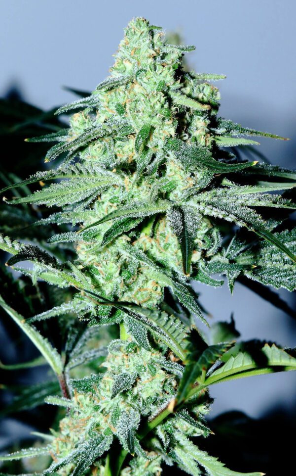 Sour Patch Kiss Regular Seeds by Elev8 Seeds