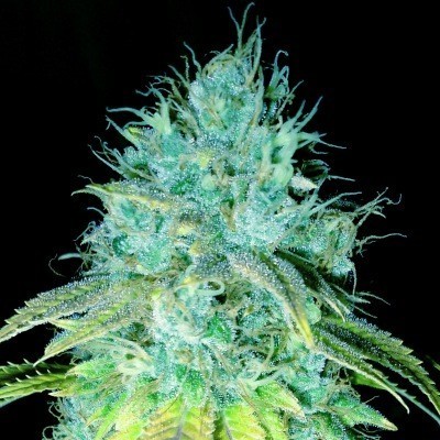 Sour Puss Feminised Seeds by Emerald Triangle
