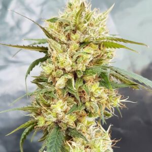 Sour Tangie Feminised Seeds by Garden Of Green