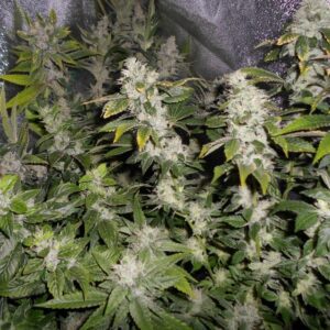 Sour Walker Feminised Seeds by Pheno Finder Seeds