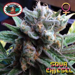 Sour Chiesel Feminised Seeds by Big Buddha Seeds