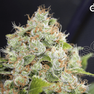 Collection 1 Feminised Seeds by Medical Seeds