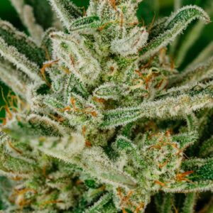 Sour Glue FAST Feminised Seeds by Atlas Seed