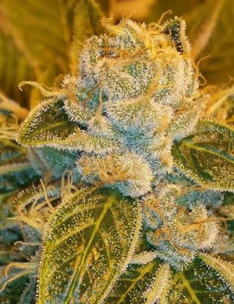 Sour Ripper Feminised Seeds by Ripper Seeds