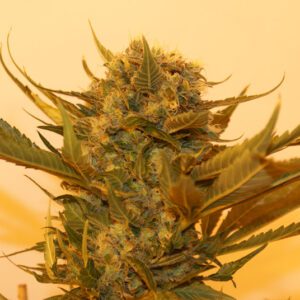 Sour P Feminised Seeds by Resin Seeds