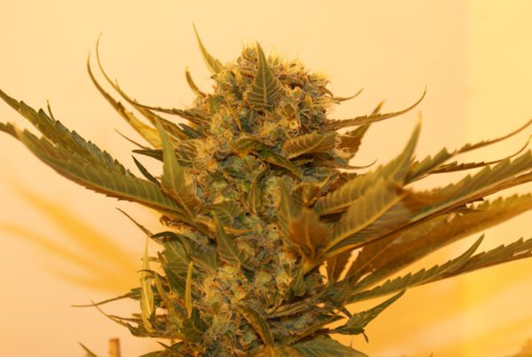 Sour P Feminised Seeds by Resin Seeds