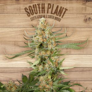 South Plant Feminised Seeds by The Plant Organic Seeds
