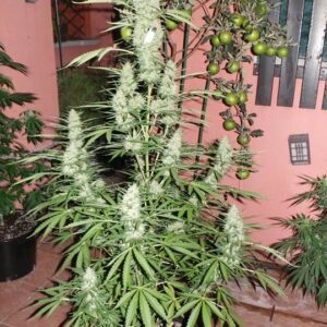 Spacer SuperAuto Feminised Seeds by Flash Seeds