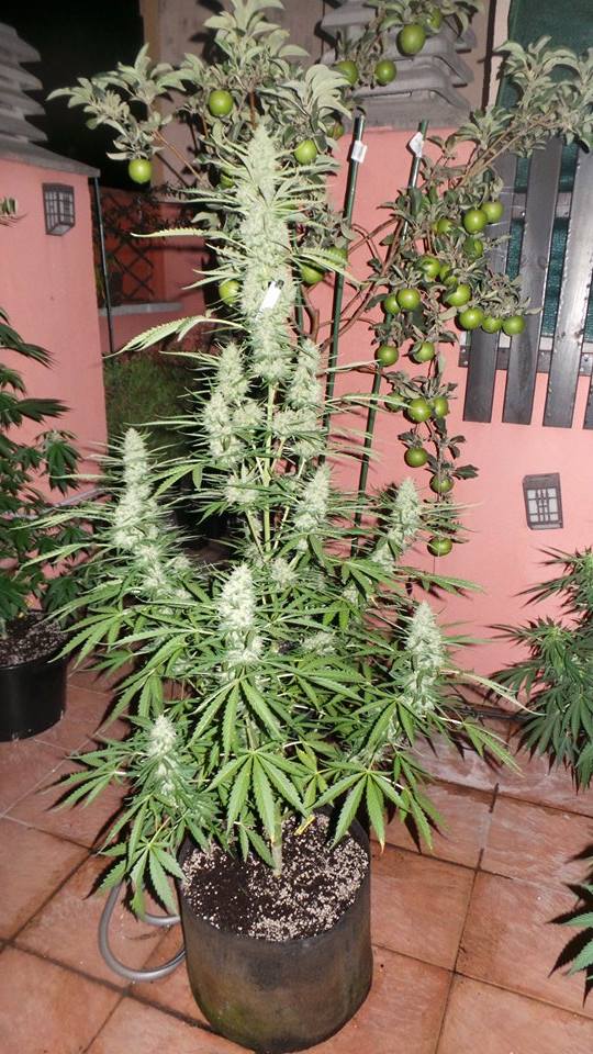 Spacer SuperAuto Feminised Seeds by Flash Seeds