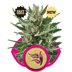 Speedy Chile FAST VERSION Feminised Seeds by Royal Queen Seeds