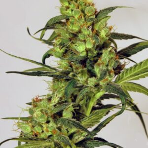 Spicy Bitch Feminised Seeds by Exotic Seed