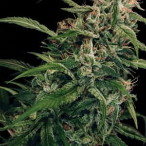 Spicy Bitch Regular Seeds by Exotic Seed