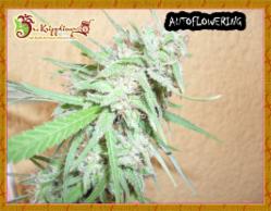Spinning Buzz Kick Auto Feminised Seeds by Dr Krippling