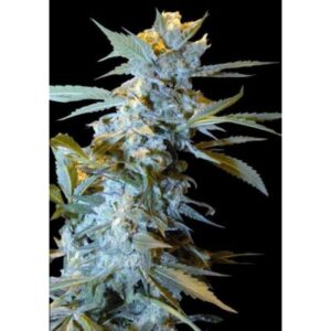 Star 47 Feminised Seeds by World of Seeds
