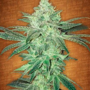 Stardawg Auto Feminised Seeds by FastBuds