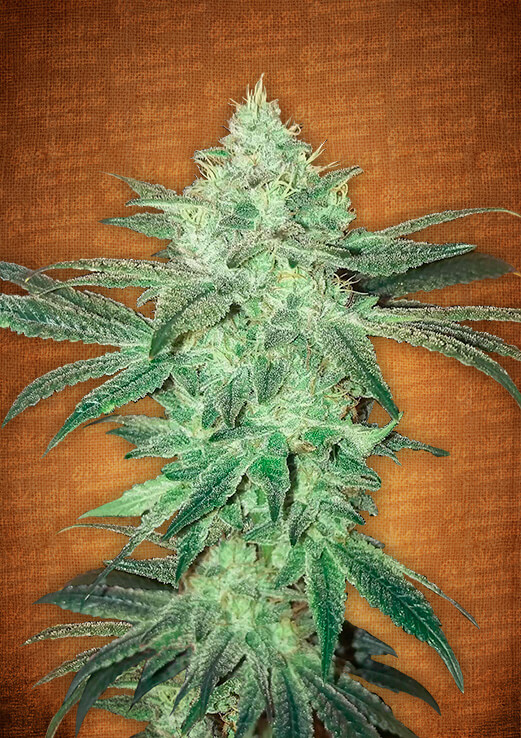 Stardawg Auto Feminised Seeds by FastBuds
