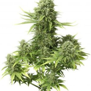 StarRyder Auto Feminised Seeds by Dutch Passion
