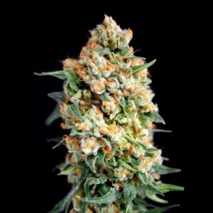 Sticky Barb Feminised Seeds by House of the Great Gardener