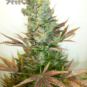 Stitch's Love Potion Autoflowering Feminised Seeds by Flash Seeds