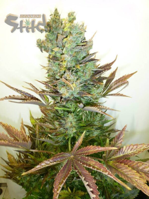 Stitch's Love Potion Autoflowering Feminised Seeds by Flash Seeds