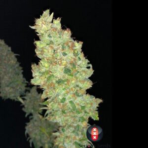 Strawberry AKeil Feminised Seeds by Serious Seeds