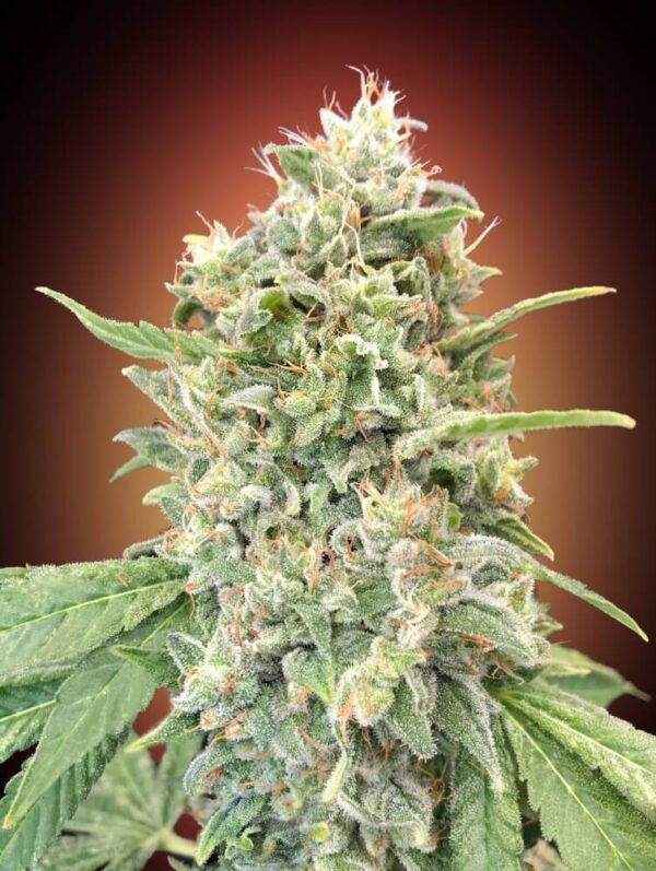 Strawberry Banana Feminised Seeds by Advanced Seeds