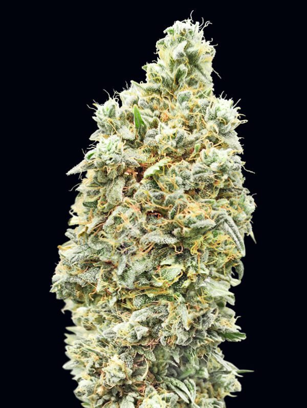 Strawberry Banana FAST Feminised Seeds by Advanced Seeds