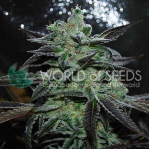 Strawberry Blue Early Harvest Feminised Seeds by World of Seeds