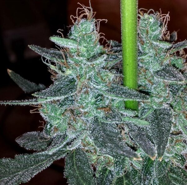 Strawberry Bubba Diesel Feminised Seeds by Holy Smoke Seeds