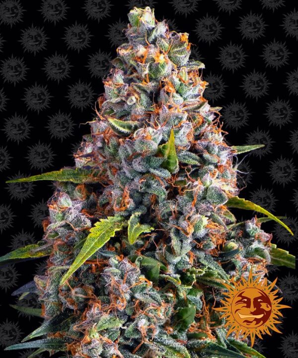 Strawberry Cheesecake Auto Feminised Seeds by Barney's Farm