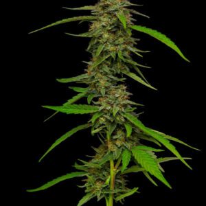 Strawberry Cheesecake Auto Feminised Seeds by Seedsman