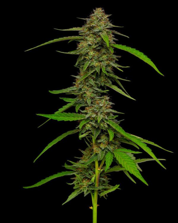 Strawberry Cheesecake Auto Feminised Seeds by Seedsman