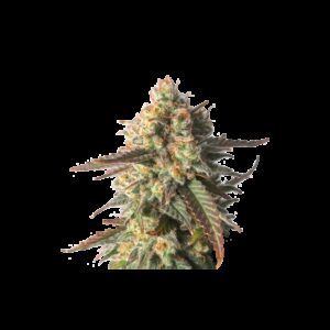 Strawberry Chemdawg OG Feminised Seeds by Super Sativa Seed Club