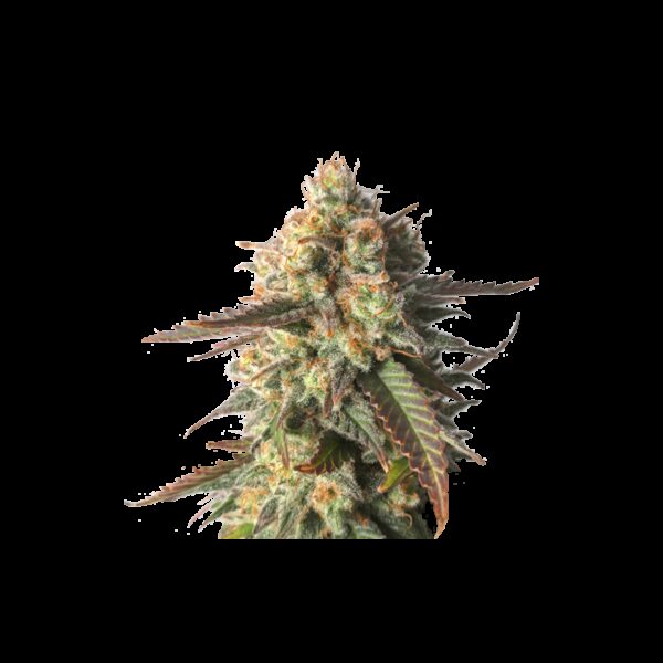 Strawberry Chemdawg OG Feminised Seeds by Super Sativa Seed Club