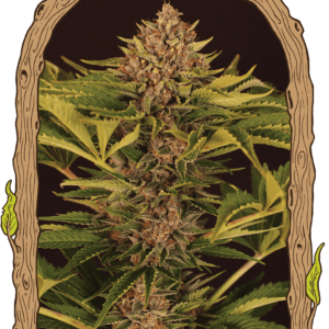 Strawberry Cola Auto Feminised Seeds by Exotic Seed