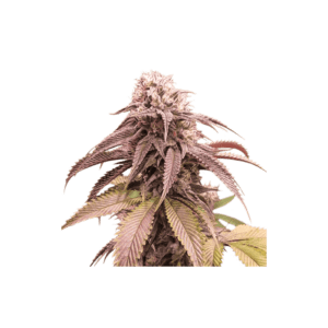 Strawberry Cookies FAST Feminised Seeds by Super Sativa Seed Club
