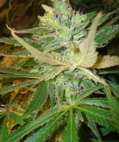 Strawberry Cough Feminised Seeds by BC Bud Depot