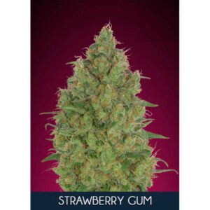 Strawberry Gum Feminised Seeds by Advanced Seeds