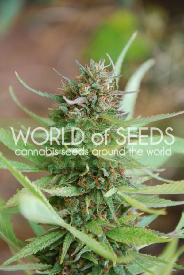Strawberry Blue Feminised Seeds by World of Seeds
