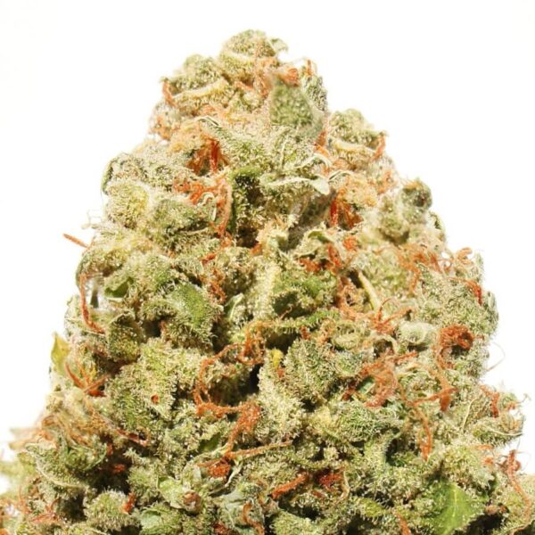Strawberry Cake Feminised Seeds by Heavyweight Seeds