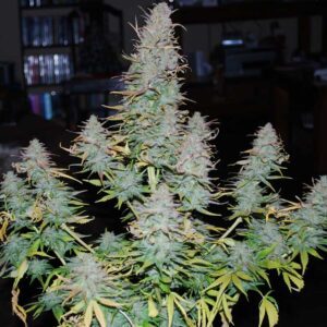 Strong Stuff Feminised Seeds by Phoenix Seeds