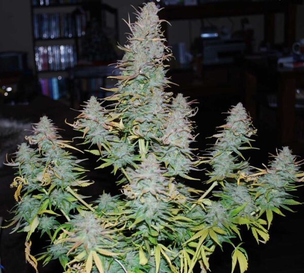 Strong Stuff Feminised Seeds by Phoenix Seeds