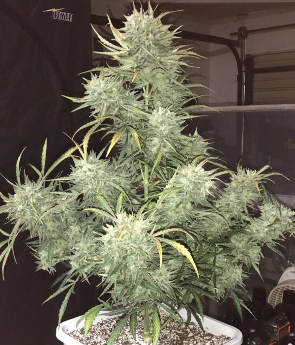 Strong Stuff Auto Feminised Seeds by Phoenix Seeds