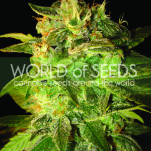 Sugar Mango Ryder Autoflowering Feminised Seeds by World of Seeds