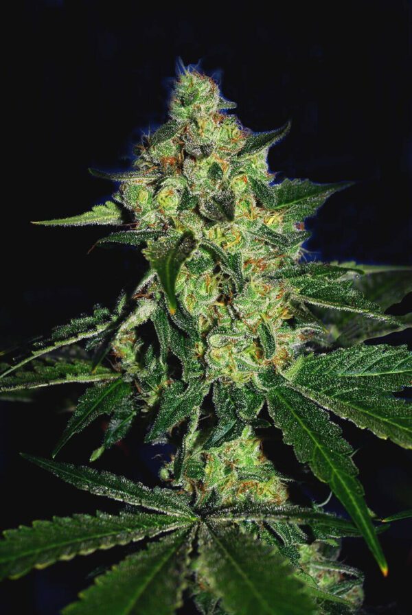 Sugar Mill Feminised Seeds by Cali Connection