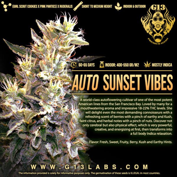 Sunset Vibes Auto Feminised Seeds by G13 Labs