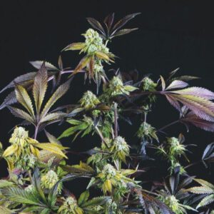 Sunset Sherbet Feminised Seeds by Pyramid Seeds