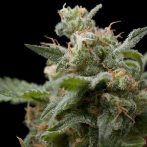 Super Hash Feminised Seeds by Pyramid Seeds