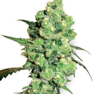 Super Skunk Feminised Seeds by White Label Seed Company